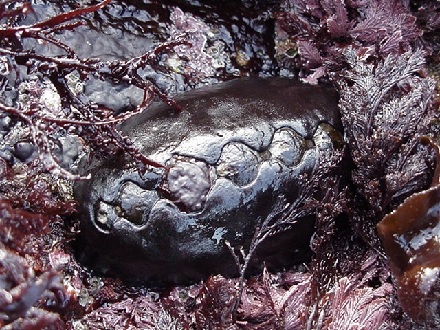 chiton