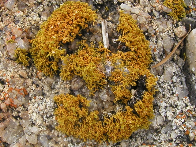 lichen