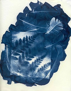 Cyanotype photogram