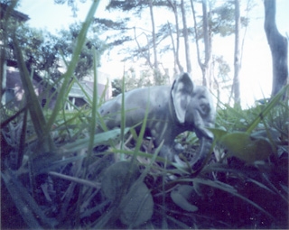 pinholga elephant