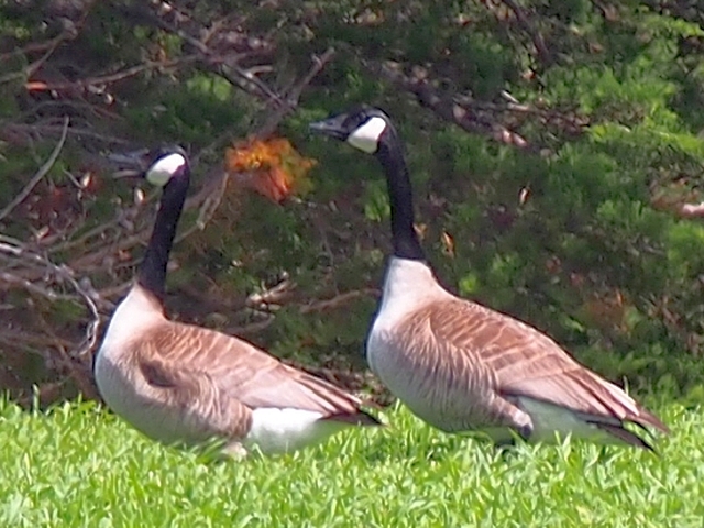 Canada Geese