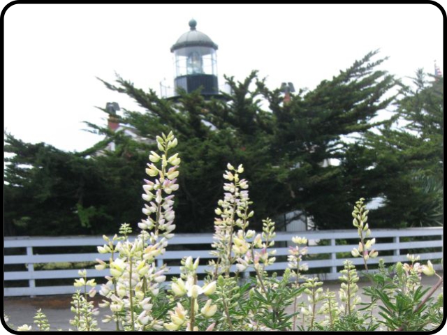 Lupines and tower