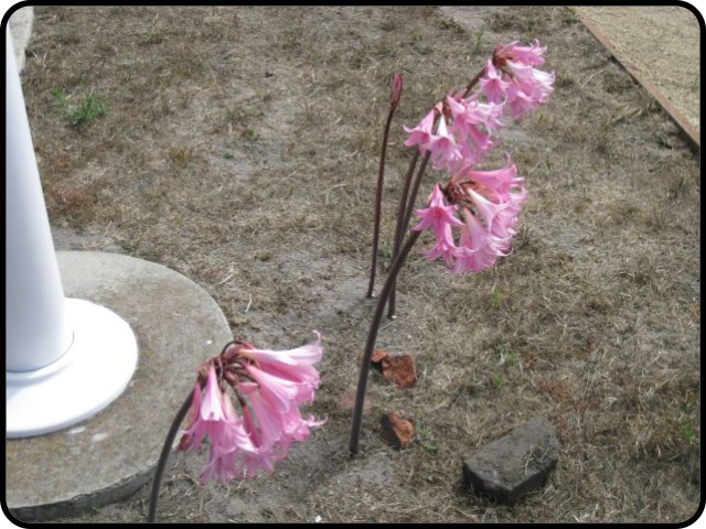 Naken lady flowers