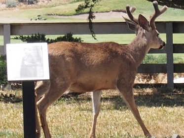 male black-tailed deer