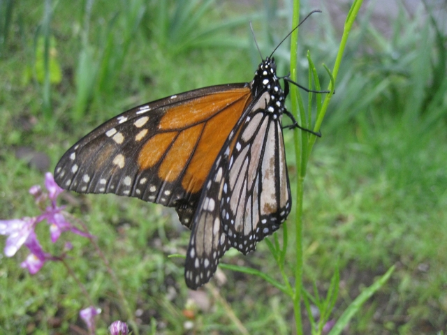 Monarch Butterfly