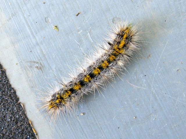 Mountain pine beetle caterpillar