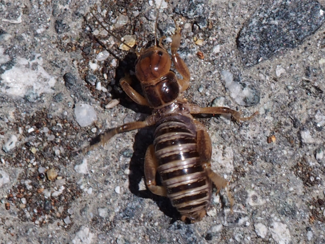 jerusalem cricket