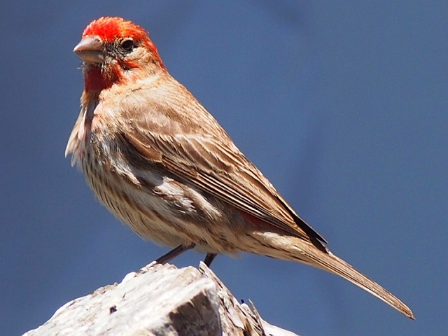 male house finch