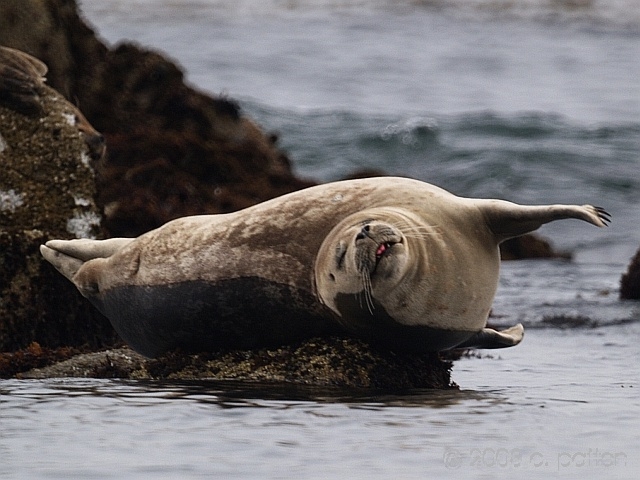 harborseal on rock