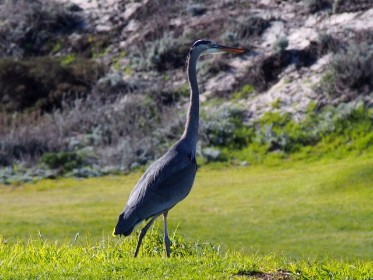 great blue heron