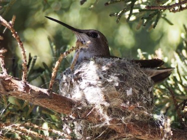 hummingbird on nest