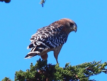 red-shouldered hawk