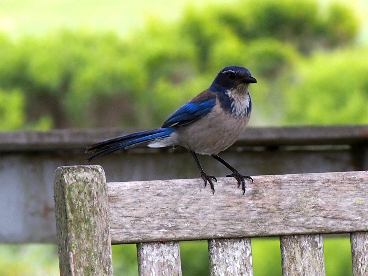 scrub jay