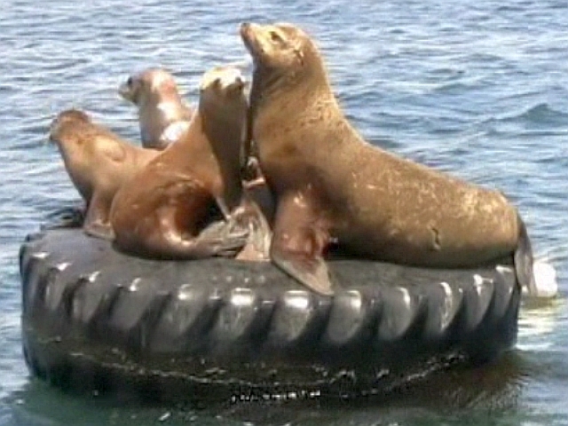 sealions on our buoy