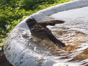 common sparrow