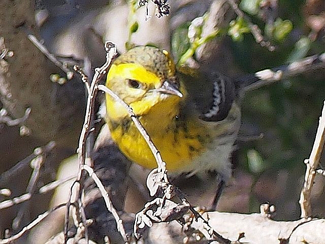 townsends warbler