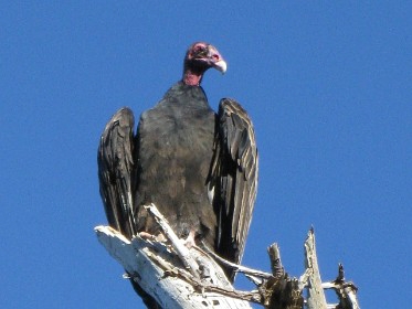 turkey vulture