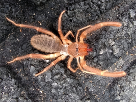 Wind Scorpion