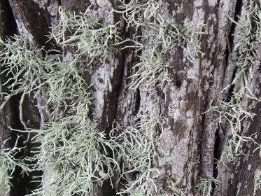 Usnea perplexans