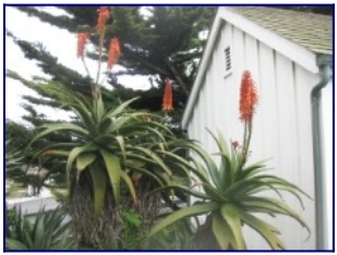 Aloe arborescens