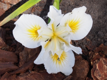 White Douglas Iris