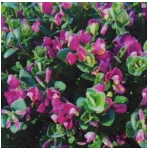 sweet pea shrub