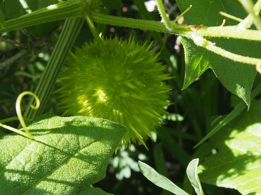 Wild cucumber