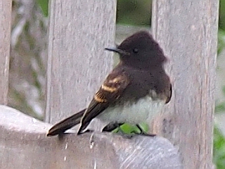 black phoebe