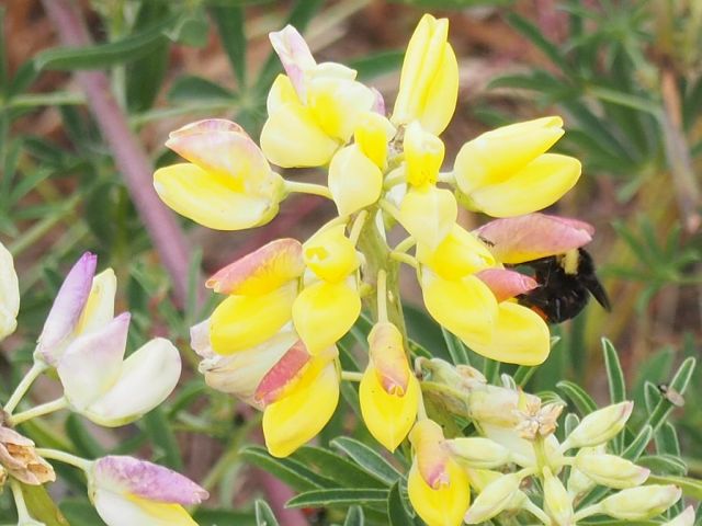 bumblebee in the brush