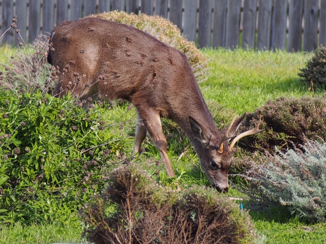 black tail deer