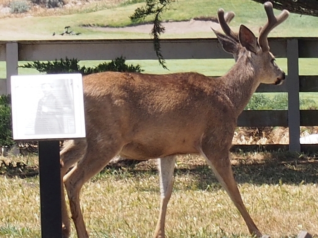 black tail deer