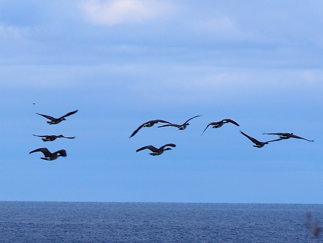 Canada geese