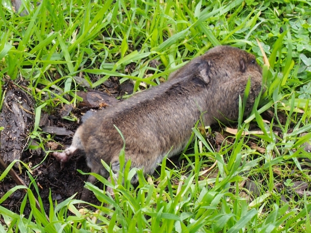 pocket gopher, juvenile