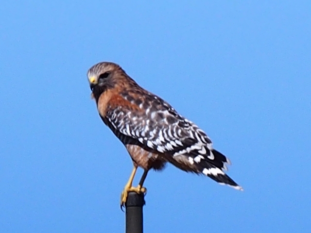 red shoulder hawk