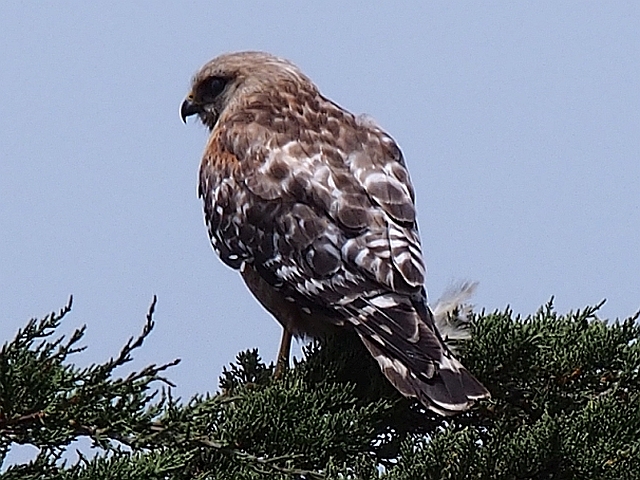 red shoulder hawk