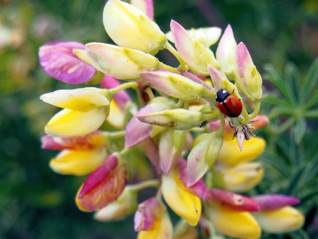 ladybird on lupine