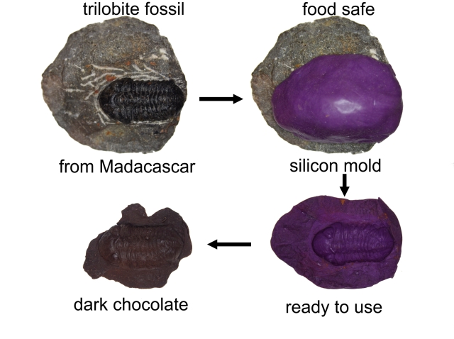 converting a fossil to chocolate