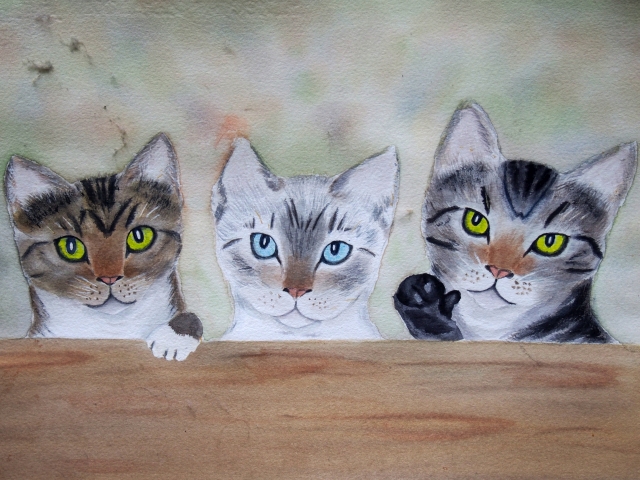 3 three cats