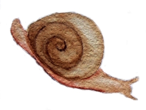 snail