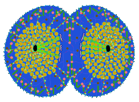 CYTOKINESIS